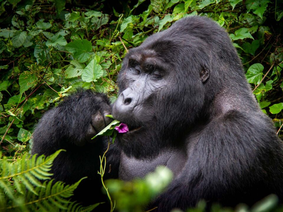 Affordable African Safari Tours - Gorilla Tracking Permits for Rushaga Sector