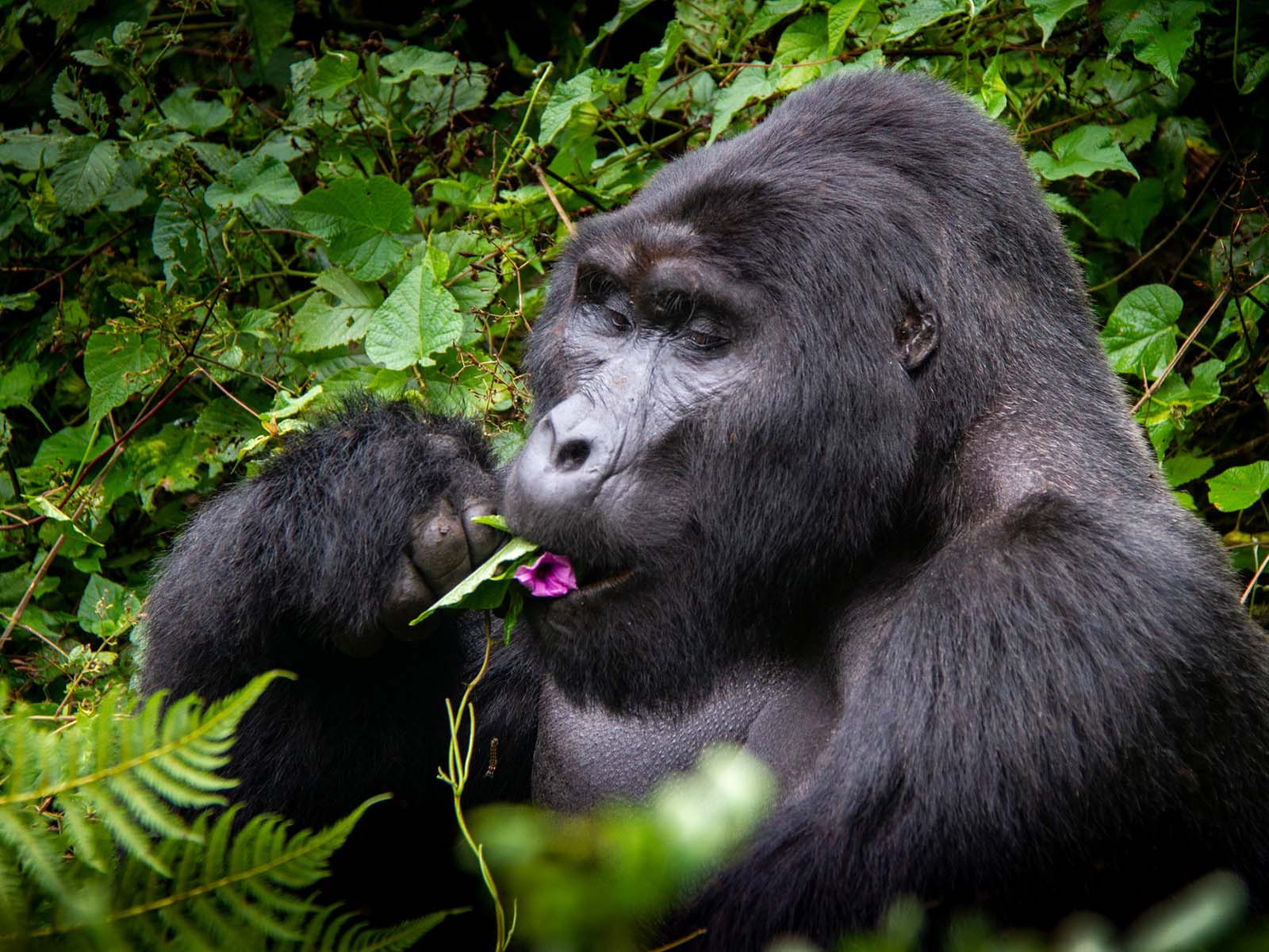 What is a Group of Gorillas called? » Trek Africa Expeditions