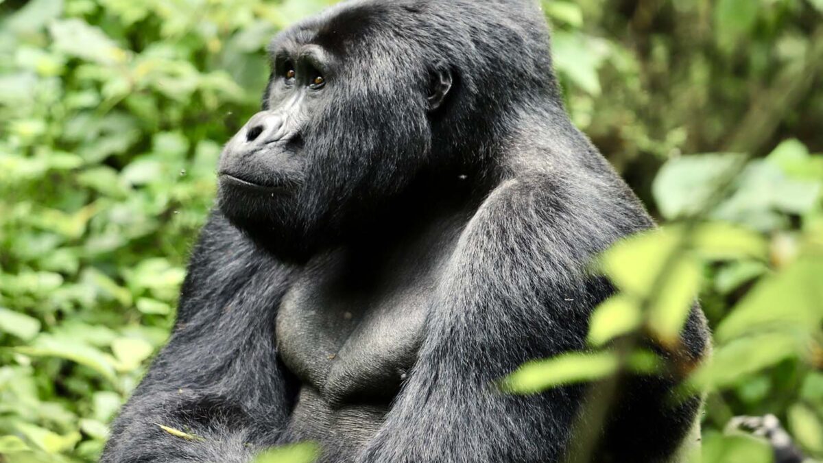 Rushaga Sector - Guaranteed Gorilla Permits for Uganda and Rwanda