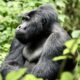 Rushaga Sector - Guaranteed Gorilla Permits for Uganda and Rwanda