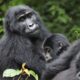 Uganda Gorilla Tracking Safari from Kigali Rwanda