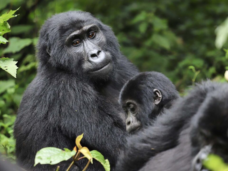 Uganda Gorilla Tracking Safari from Kigali Rwanda - Experience Gorilla Trekking with Trek Africa Expeditions