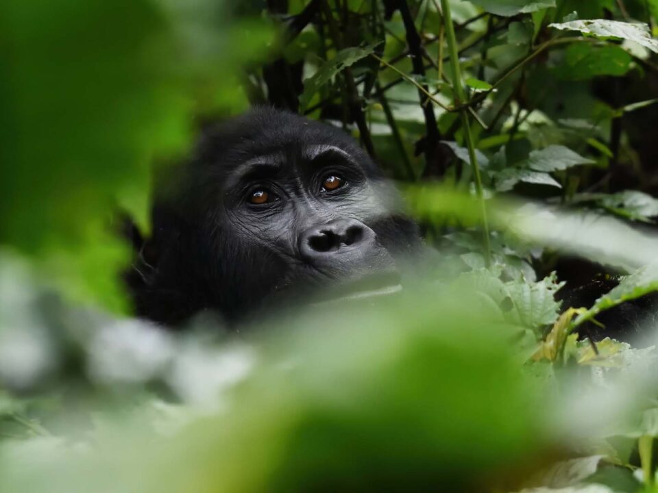 Rushaga Luxury Gorilla Tracking Holidays - Stay in Rushaga & Trek Mountain Gorillas in Nkuringo - Gorilla Tracking Safari Buhoma from Kigali RwandaGorilla Tracking Safari Buhoma from Kigali Rwanda - Daily Life of Mountain Gorillas in Uganda & Rwanda