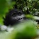 Gorilla Trekking from Lake Bunyonyi - Gorilla Permits and Gorilla Families in Rushaga Sector - Luxury Stay in Buhoma & Trek Gorillas in Ruhija sector