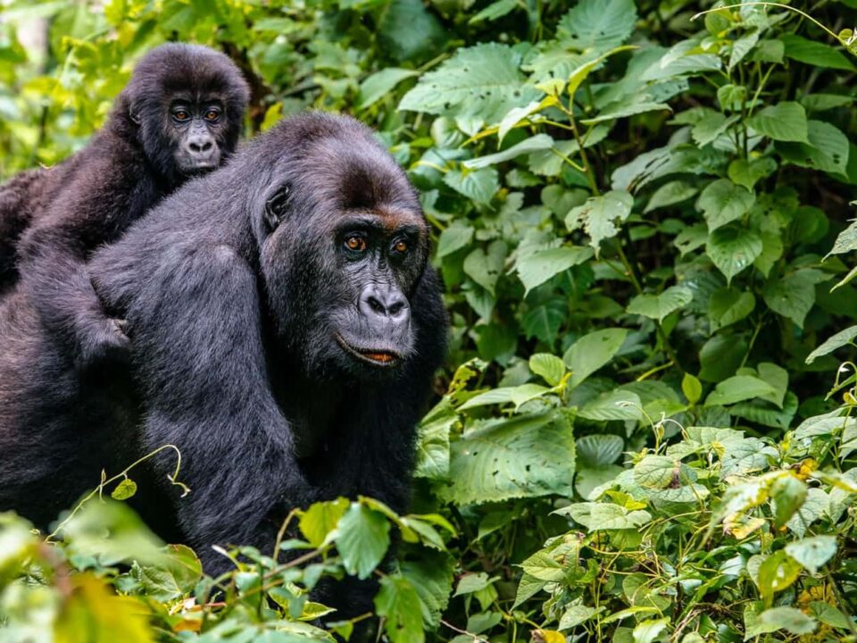 Activities & Attractions in Virunga National Park - How to Book Virunga Gorilla Tracking Permits