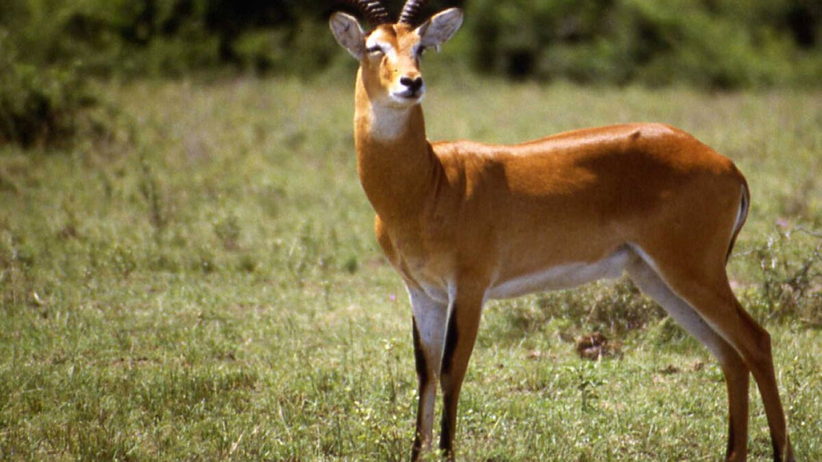 Ajai Wildlife Reserve Uganda