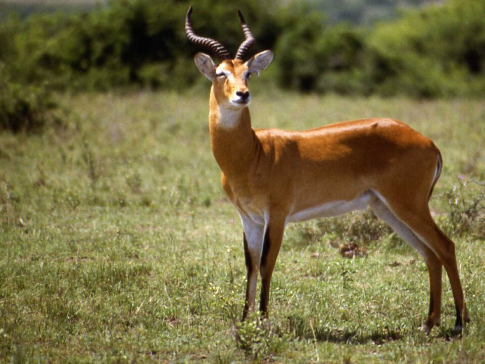 Ajai Wildlife Reserve Uganda