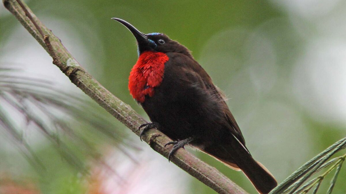 Albertine Rift Endemics of Bwindi - Bird Checklist of Bwindi Impenetrable National Park - Bwindi Forest Birding Safaris