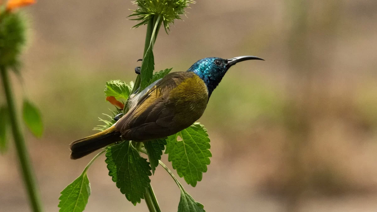 Birding Trips and Safaris in Rwanda