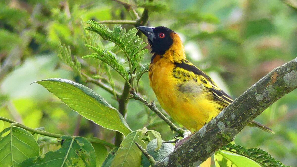 Birding Trips in Bigodi Wetland Sanctuary