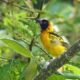 Birding Trips in Bigodi Wetland Sanctuary