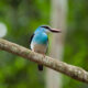 Birding Trips in Budongo Forest
