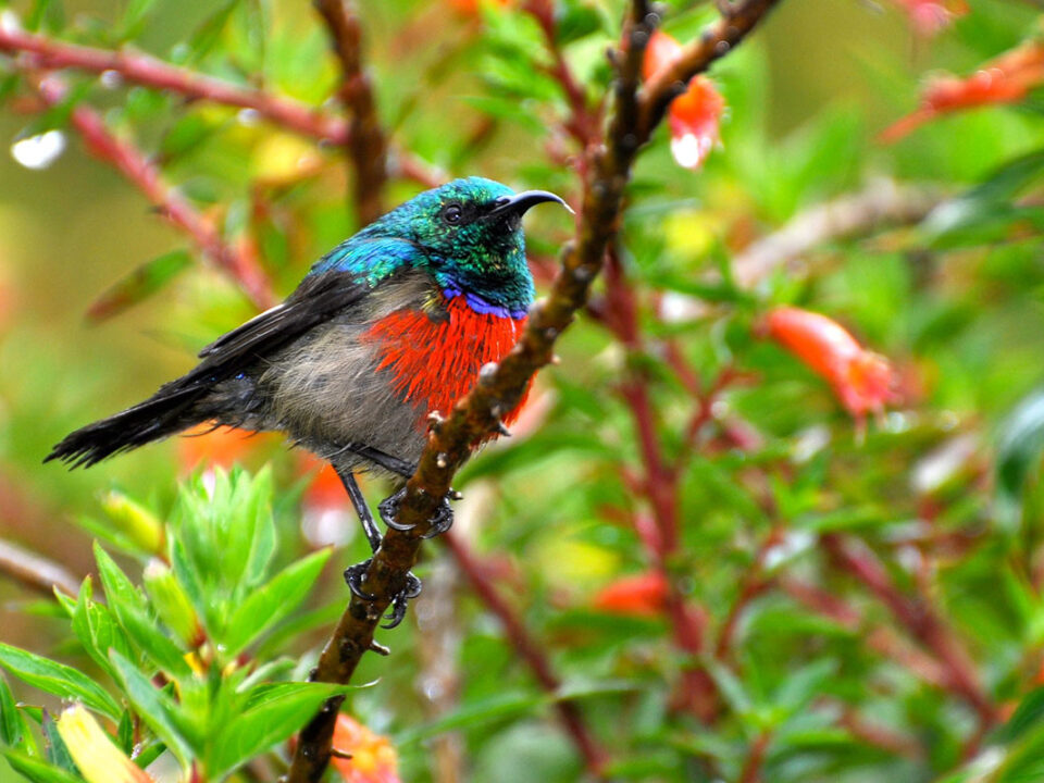 Birding Trips in Rwenzori National Park