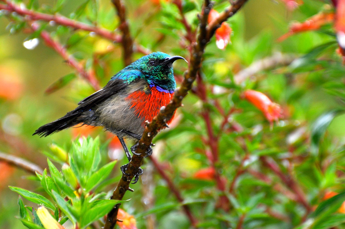 Birding Trips in Rwenzori National Park