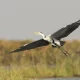 Birding on Lake Bisina