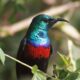 Birding trips in Mabira Forest Reserve