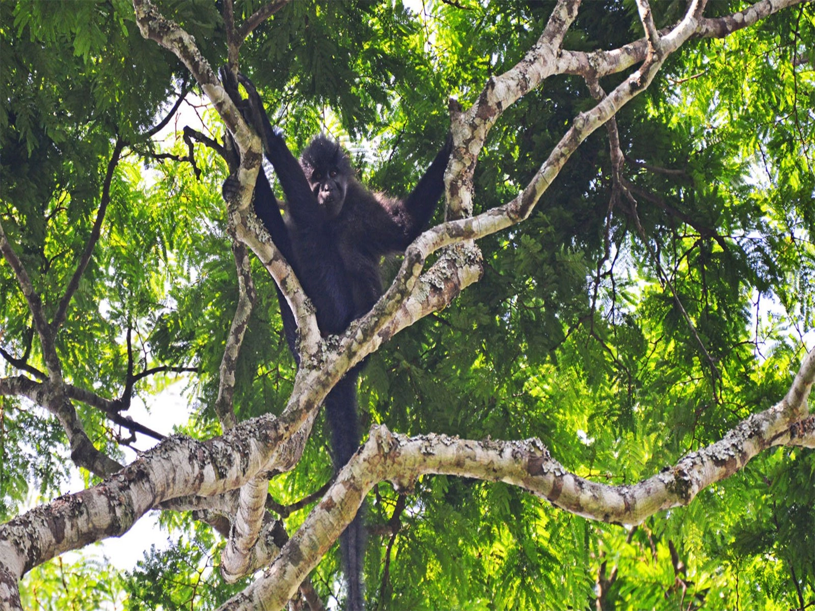 Bugoma Central Forest Reserve