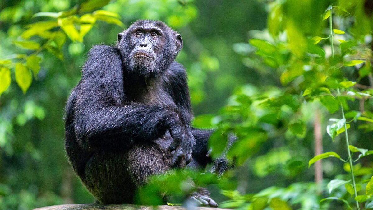 Chimpanzee Close Up at Entebbe UWEC Zoo