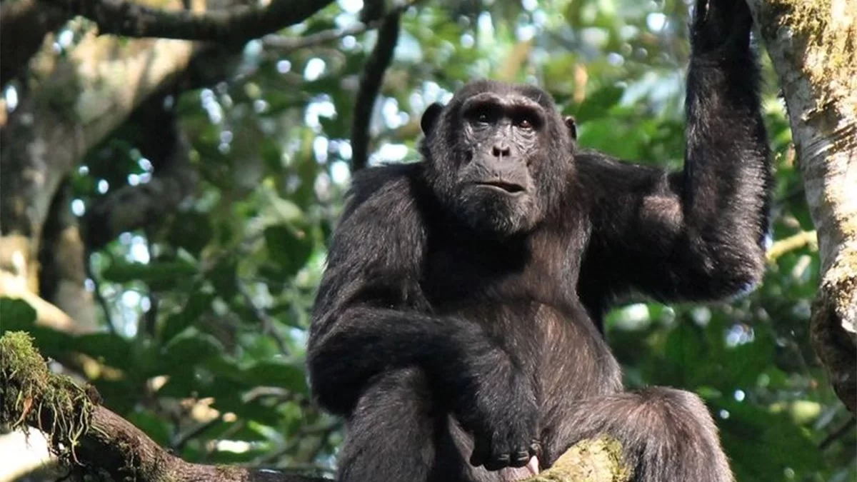 Chimpanzee Habituation Experience in Congo