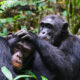 Congo chimpanzee tracking safaris