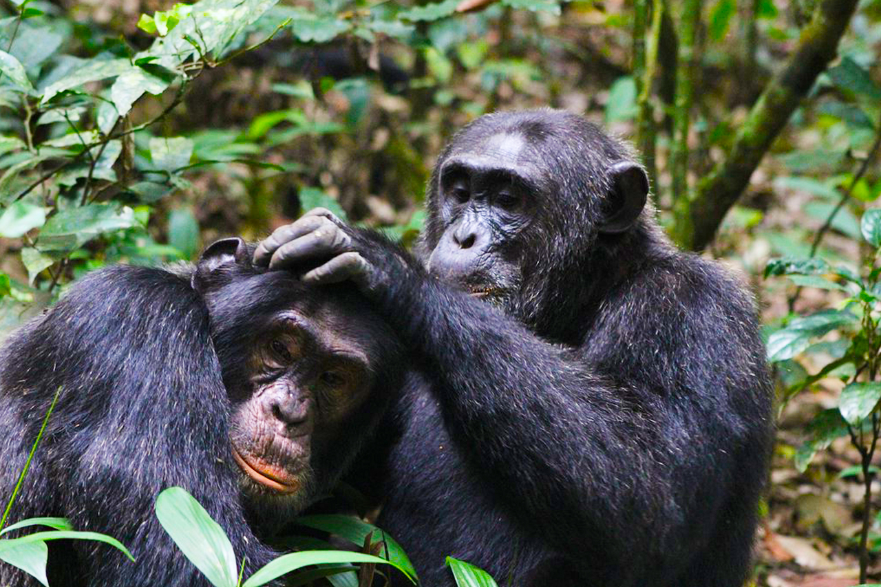 Congo chimpanzee tracking safaris