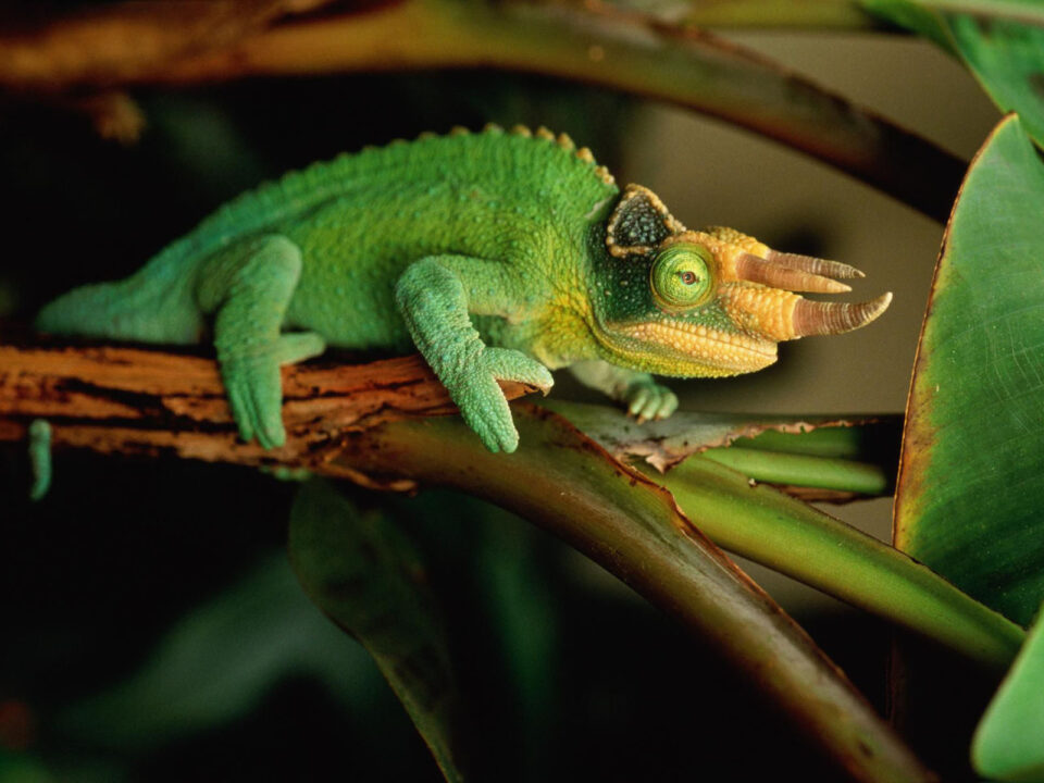 Exclusive Three Horned Chameleon Rwenzori Walks