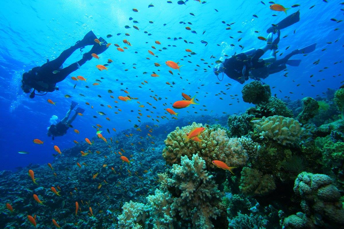 Explore Mombasa Marine National Park and Reserve