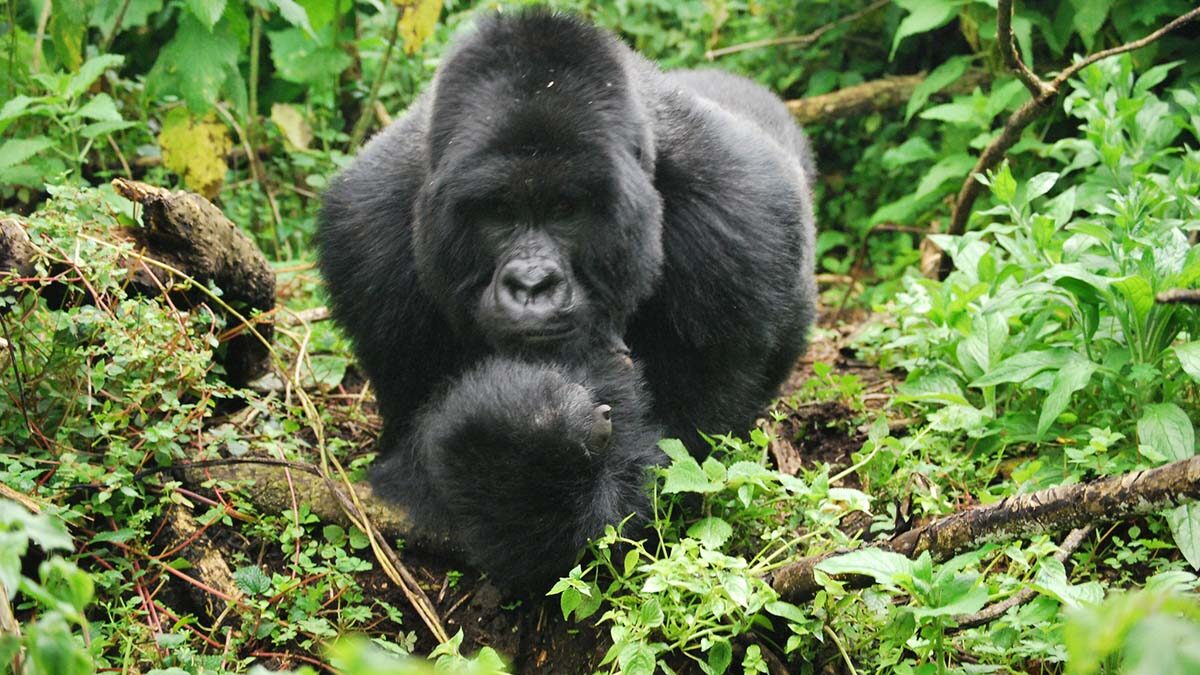 Rwanda Gorilla Tracking tours and Safaris -