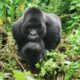 Rwanda Gorilla Tracking tours and Safaris