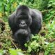 Rwanda Gorilla Tracking tours and Safaris - Rwanda Gorilla Permit Price, Cost and Availability - Rwanda Safari & Gorilla Permits Cancellation Policy - Reviews of Rwanda Gorilla Tours