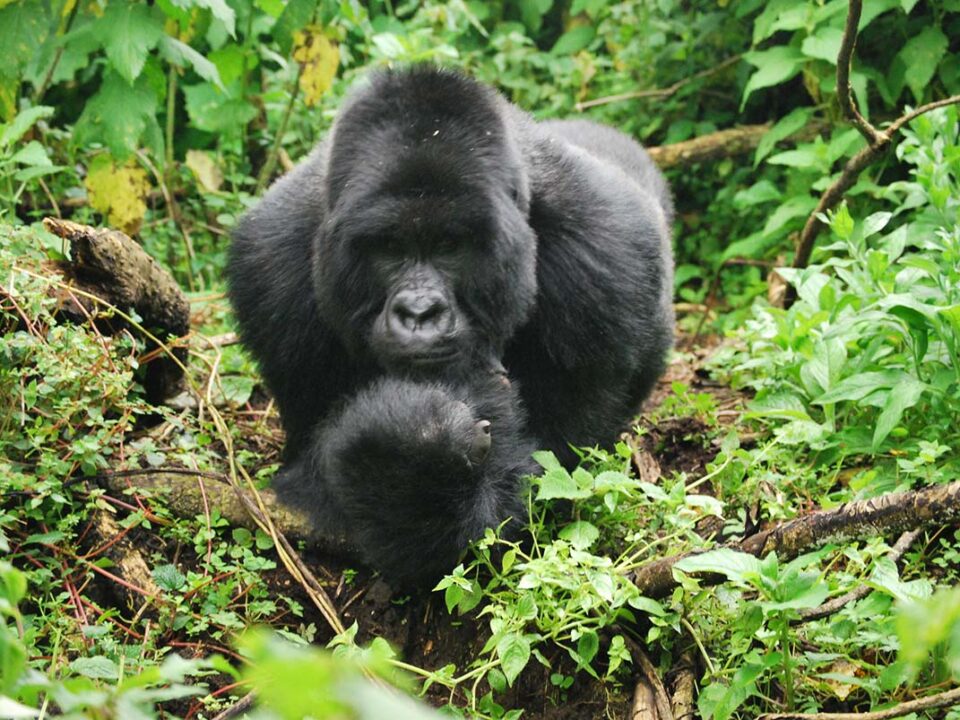 Rwanda Gorilla Tracking tours and Safaris