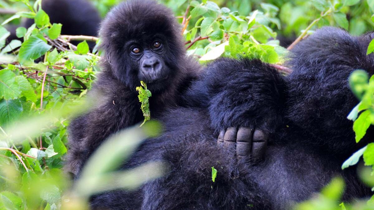 Gorilla Tracking Holidays in Volcanoes National Park