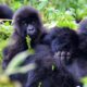 Gorilla Tracking Holidays in Volcanoes National Park - Rwanda Gorilla Tracking in the Rainy Season