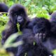 Gorilla Tracking Holidays in Volcanoes National Park - Rwanda Gorilla Tracking in the Rainy Season - Affordable Gorilla Tracking Safaris in Rwanda - Rwanda Gorilla Treks and Safaris - Gorilla Tracking in Volcanoes National Park - Active Adventure Holiday in Rwanda