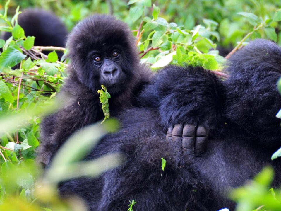 Gorilla Tracking Holidays in Volcanoes National Park - Rwanda Gorilla Tracking in the Rainy Season - Affordable Gorilla Tracking Safaris in Rwanda - Rwanda Gorilla Treks and Safaris