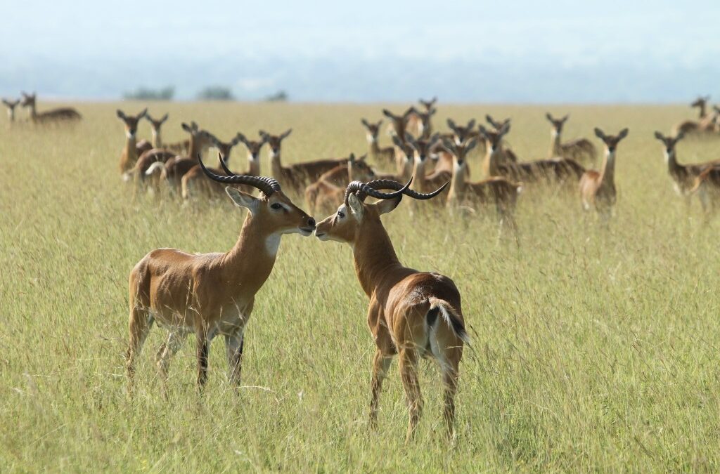 Kabwoya Wildlife Reserve