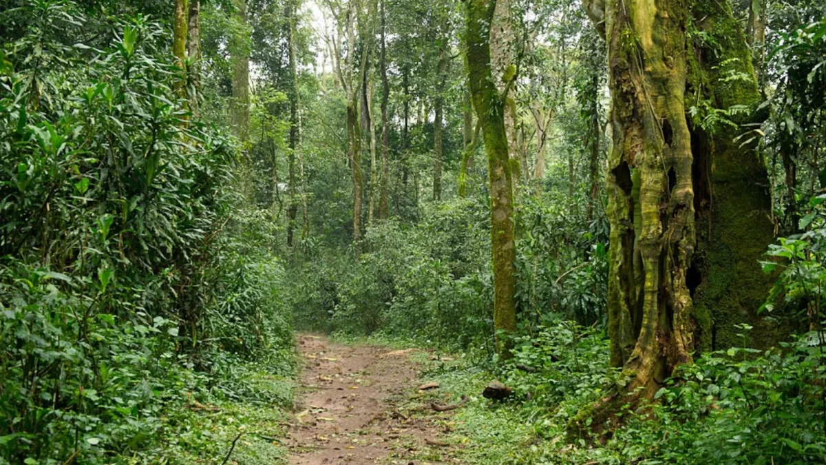 Kakamega Forest National Park
