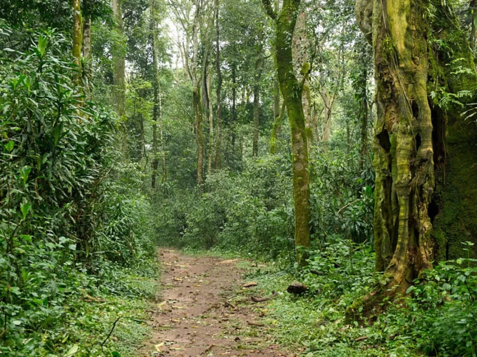 Kakamega Forest National Park