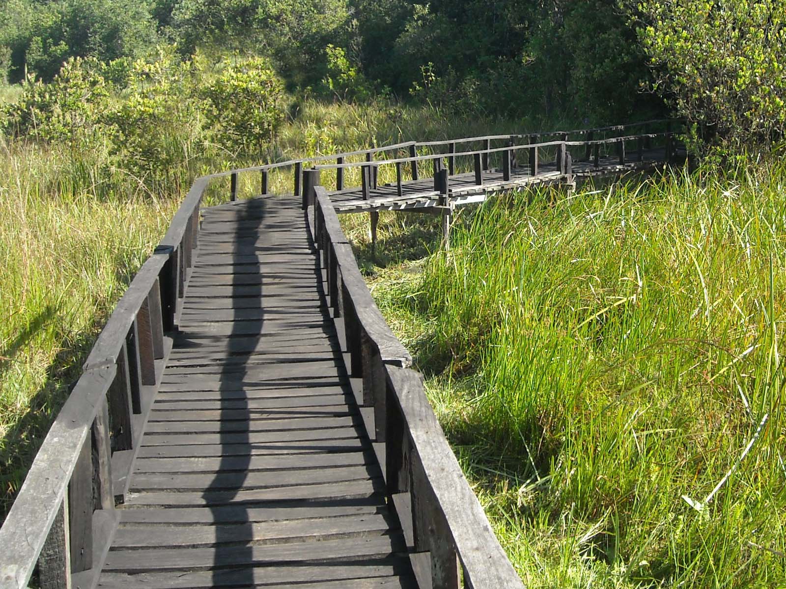 Kenya Safaris to Saiwa Swamp National Park