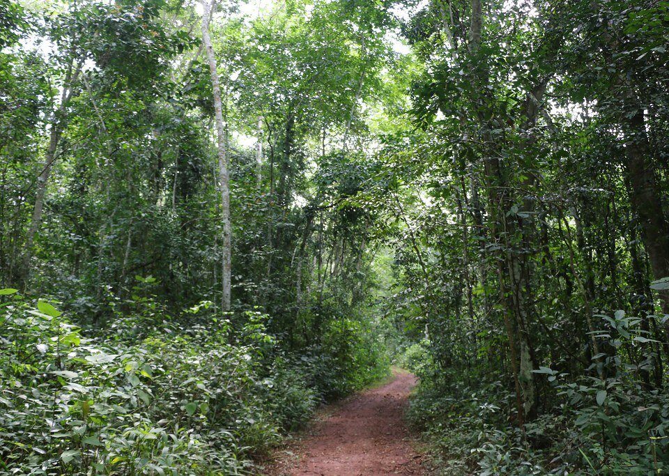 Mabira Central forest Reserve
