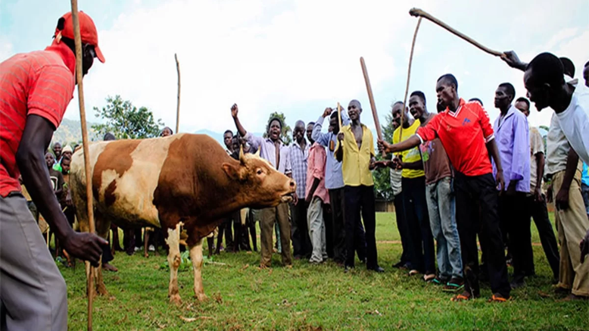 Mbale Bududa Bull Fighting Tradition
