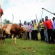 Mbale Bududa Bull Fighting Tradition