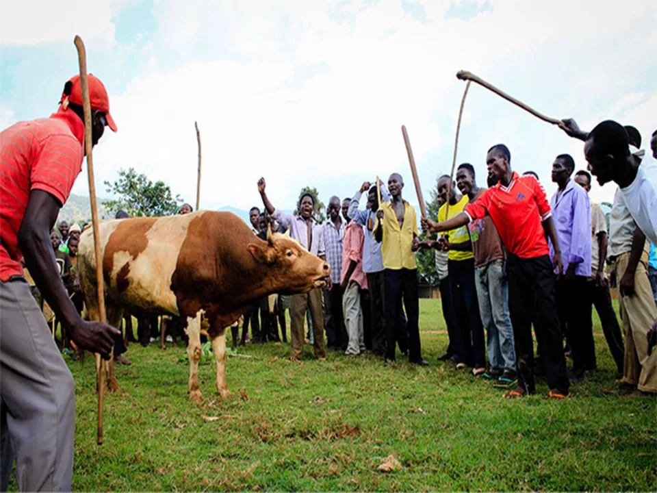 Mbale Bududa Bull Fighting Tradition