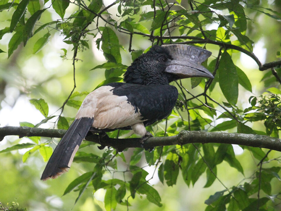 Mpanga Central Forest Reserve