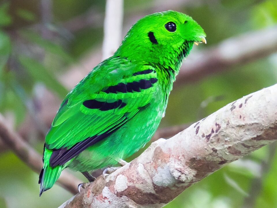 Places to See African Green BroadBil