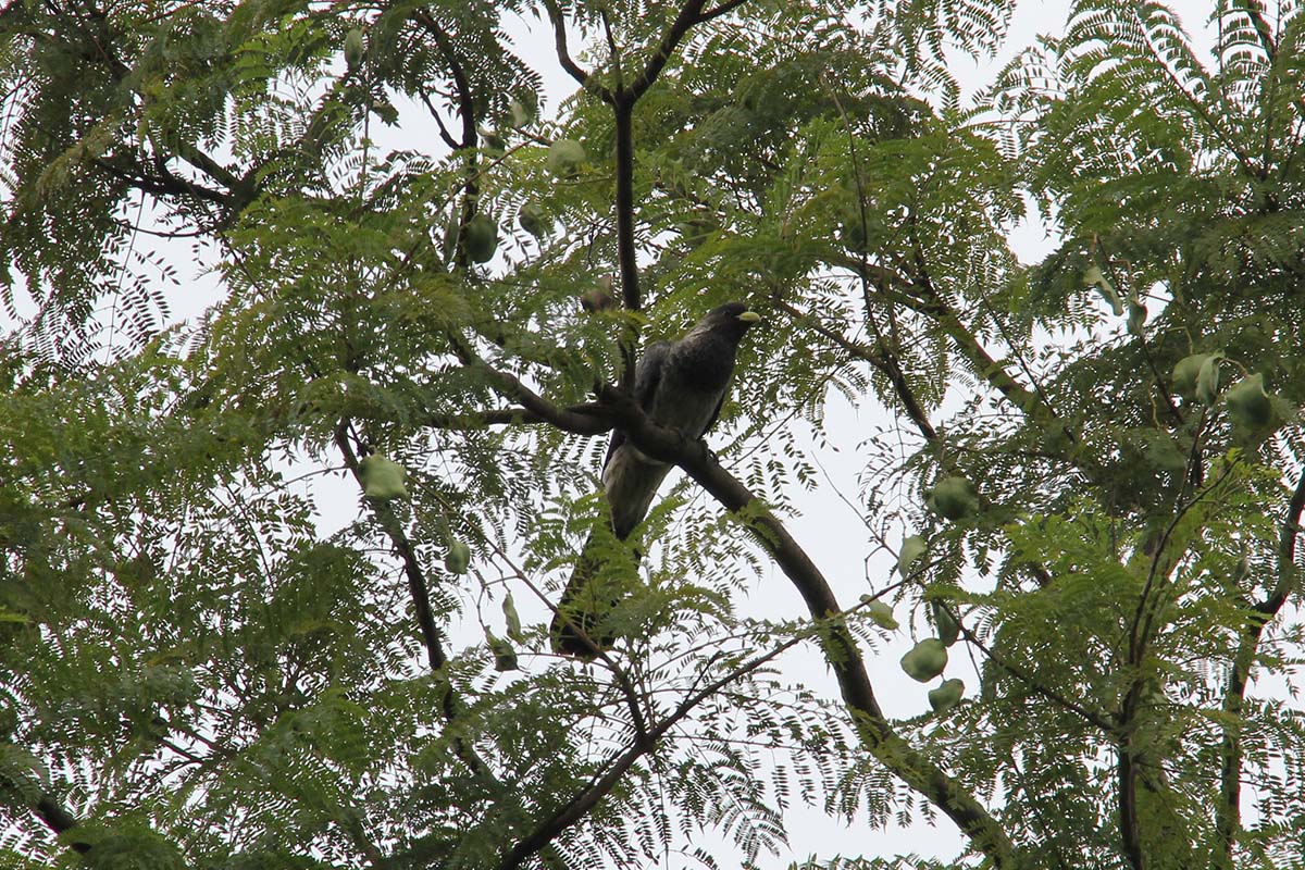 Rabongo Forest at Murchison Falls National Park