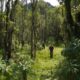 Rubanga Guided Forest Walks