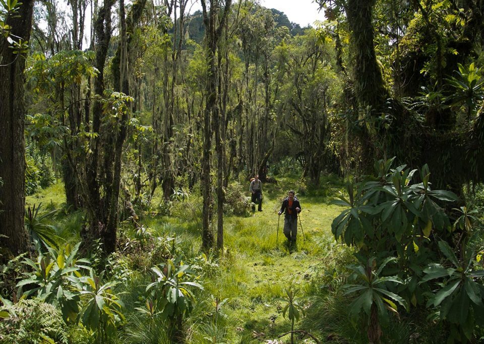 Rubanga Guided Forest Walks