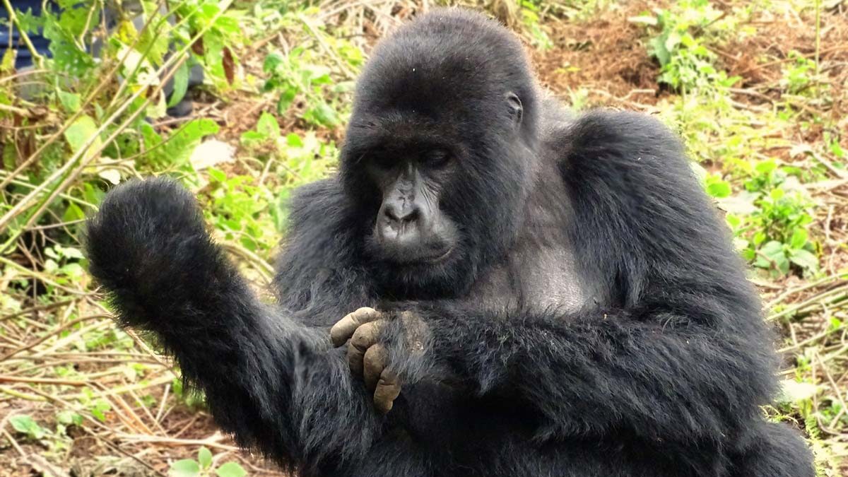 Rwanda Gorilla Holidays and Safaris - Rwanda Travel and Gorilla Trekking Tour - Rwanda Wild Gorilla Safari Adventures - Price of Gorilla Tracking Permits in Rwanda