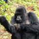 Rwanda Gorilla Holidays and Safaris - Rwanda Travel and Gorilla Trekking Tour - Rwanda Wild Gorilla Safari Adventures